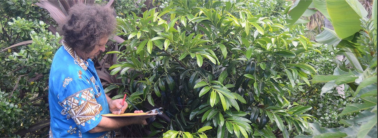 Tropical Fruit Trees New Zealand