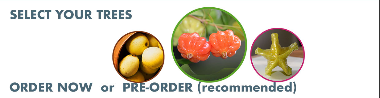 Our Trees - Premium Tropical Varieties