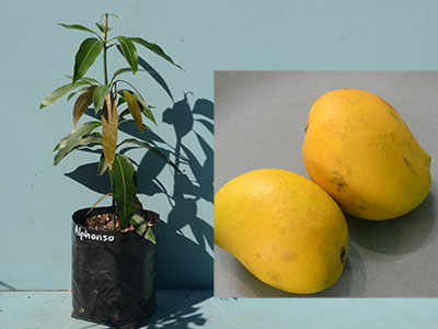 Alphonso Mango