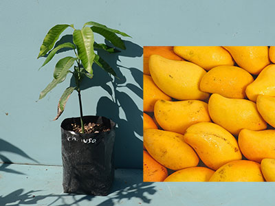 Chausa Mango