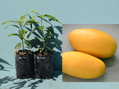 Dasheri Mango