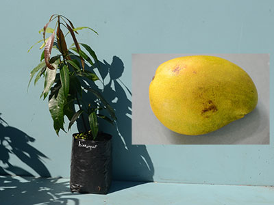 Himiyat Mango