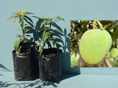 Himsagar Mango