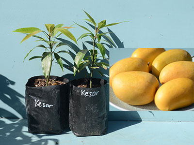 Kesar Mango