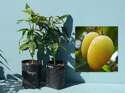 Langra Mango