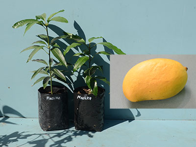 Mallika Mango