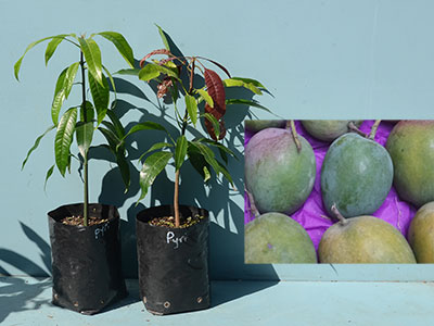 Payri Mango