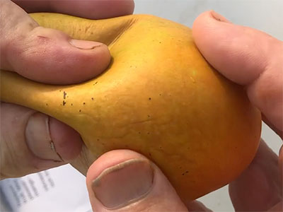 Peda Rasalu Mango