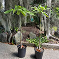 Pachira Aquatica - Hillcrest