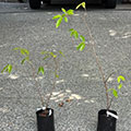 Sandpaper Fig - Hillcrest
