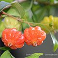 Surinam Orange Seedling - Hillcrest
