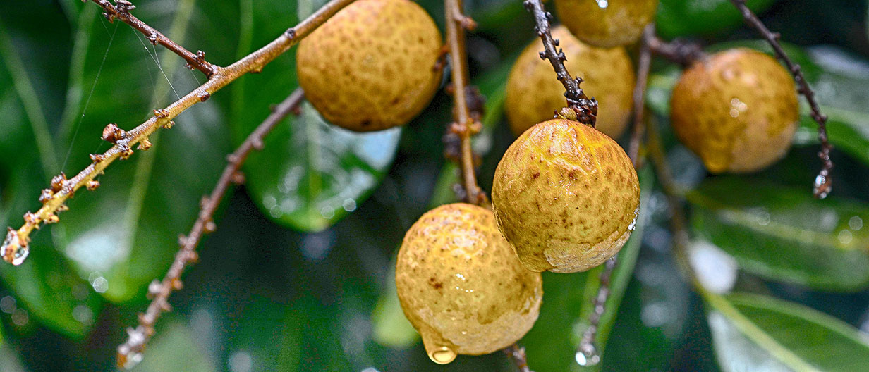 Hawaiian Longan fruit clusters