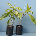 Giant Loquat - Myers - Special Offer