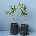 Mandarin Orange - King of Siam - Special Offer