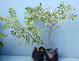 Marula - Special Offer