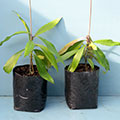 Yellow Mangosteen - Special Offer