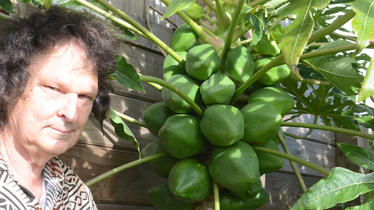 Ben King with papaya trees